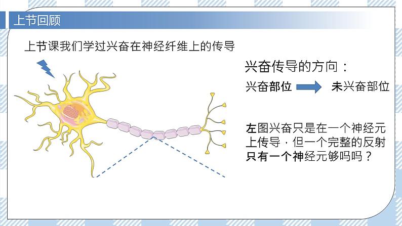 2.3 神经冲动的产生和传导（第二课时）课件第4页