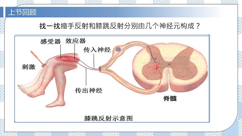 2.3 神经冲动的产生和传导（第二课时）课件第5页