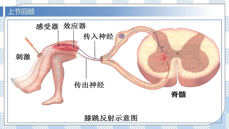 2.3 神经冲动的产生和传导（第二课时）课件第6页