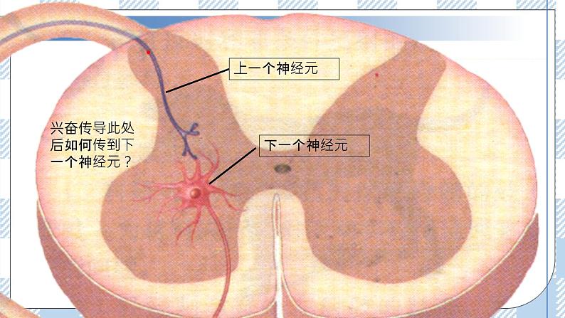 2.3 神经冲动的产生和传导（第二课时）课件第7页