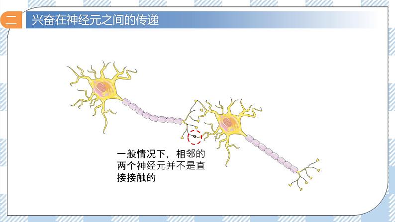 2.3 神经冲动的产生和传导（第二课时）课件第8页