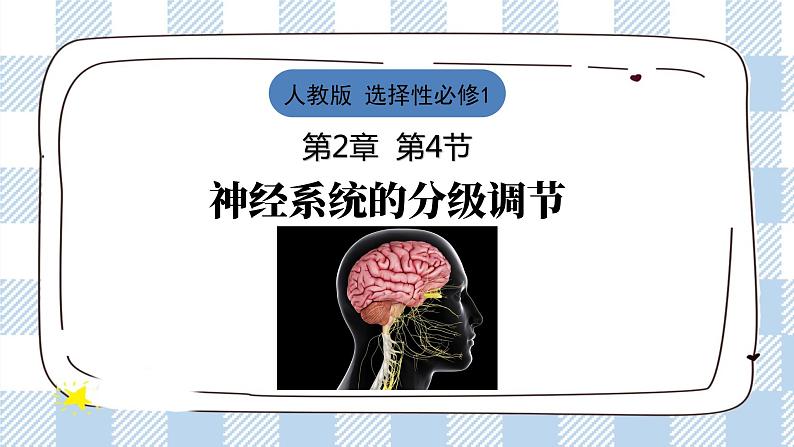 2.4 神经系统的分级调节 课件＋课时作业（原卷＋解析卷）01