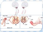 2.4 神经系统的分级调节 课件＋课时作业（原卷＋解析卷）