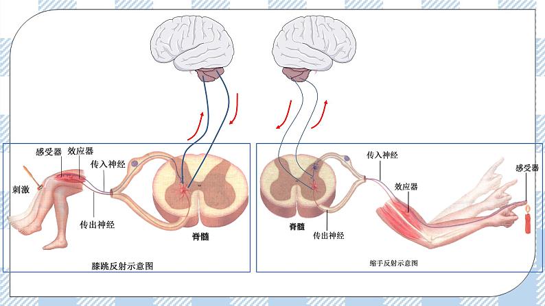 2.4 神经系统的分级调节 课件＋课时作业（原卷＋解析卷）05