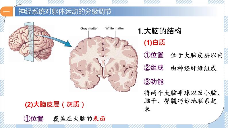 2.4 神经系统的分级调节 课件＋课时作业（原卷＋解析卷）06