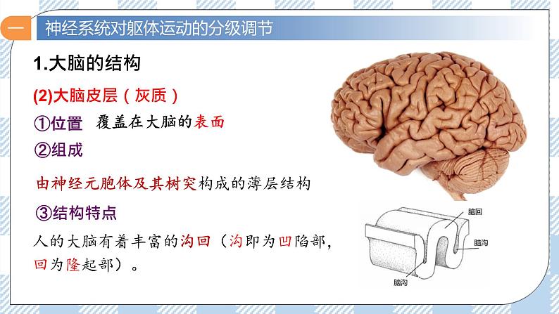 2.4 神经系统的分级调节 课件＋课时作业（原卷＋解析卷）07