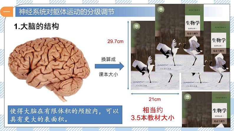 2.4 神经系统的分级调节 课件＋课时作业（原卷＋解析卷）08