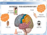 2.5 人脑的高级功能 2课时课件＋课时作业（原卷＋解析卷）