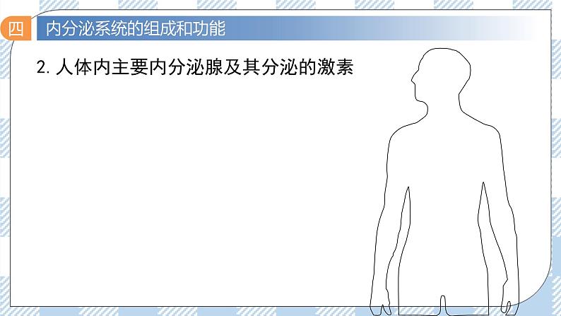 3.1 激素与内分泌系统 2课时课件＋课时作业（原卷＋解析卷）04