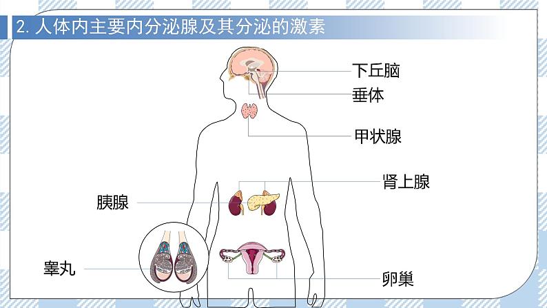 3.1 激素与内分泌系统 2课时课件＋课时作业（原卷＋解析卷）05