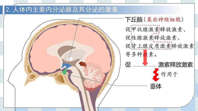 3.1 激素与内分泌系统 2课时课件＋课时作业（原卷＋解析卷）06