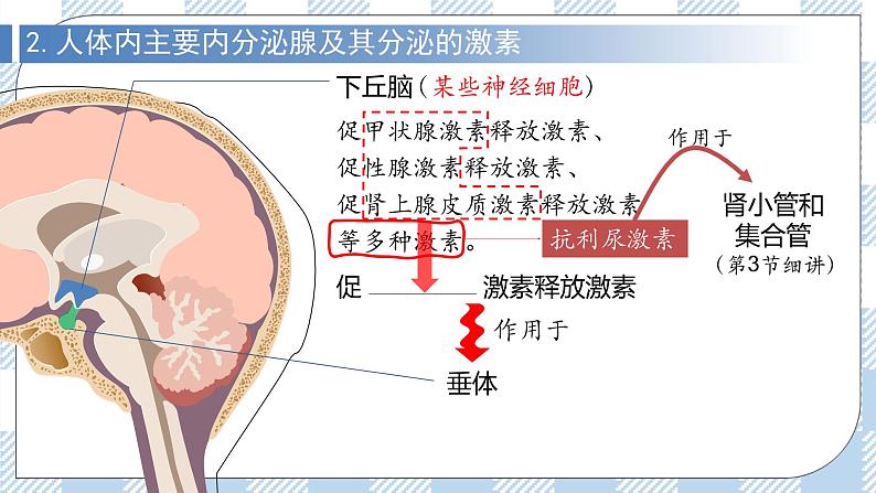 3.1 激素与内分泌系统 2课时课件＋课时作业（原卷＋解析卷）07