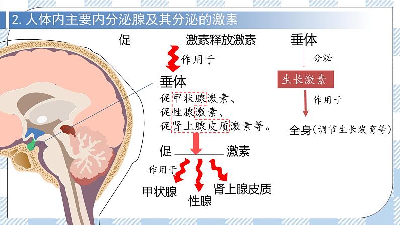 3.1 激素与内分泌系统 2课时课件＋课时作业（原卷＋解析卷）08