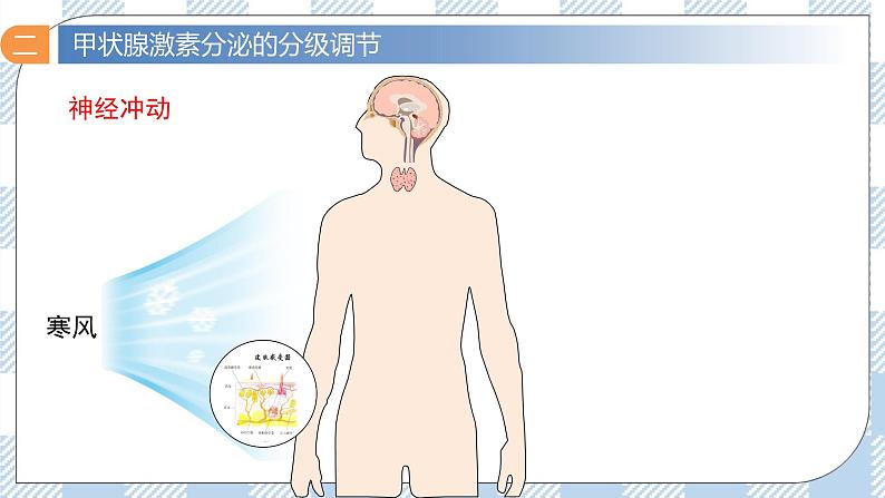 3.2 激素调节的过程 2课时课件＋课时作业（原卷＋解析卷）03