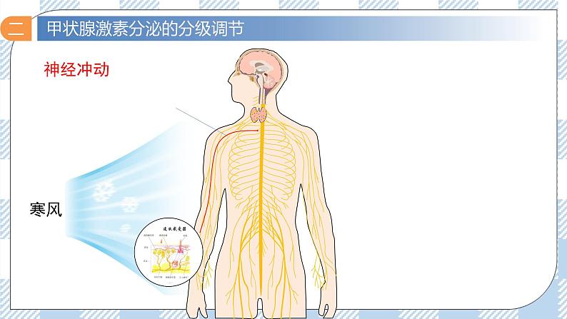 3.2 激素调节的过程 2课时课件＋课时作业（原卷＋解析卷）05