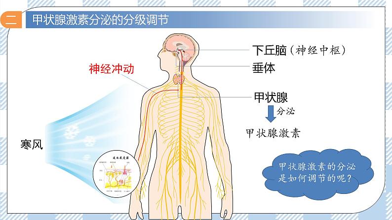 3.2 激素调节的过程 2课时课件＋课时作业（原卷＋解析卷）07