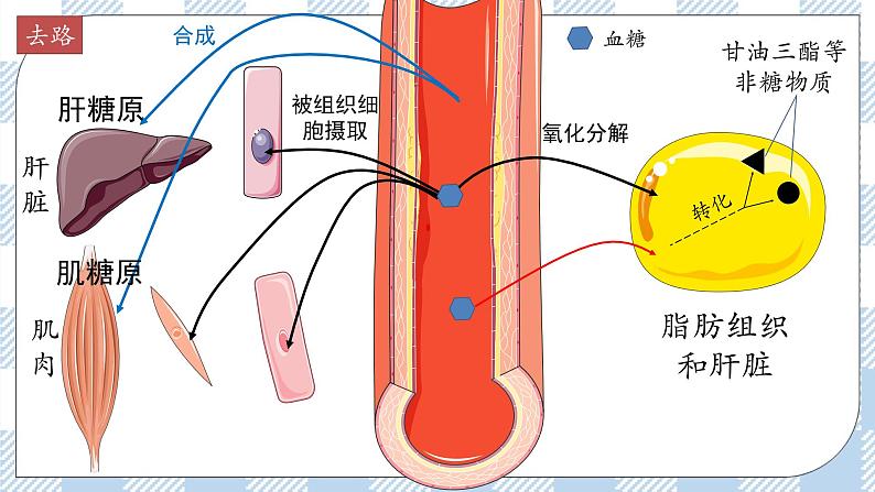 3.2 激素调节的过程 2课时课件＋课时作业（原卷＋解析卷）07