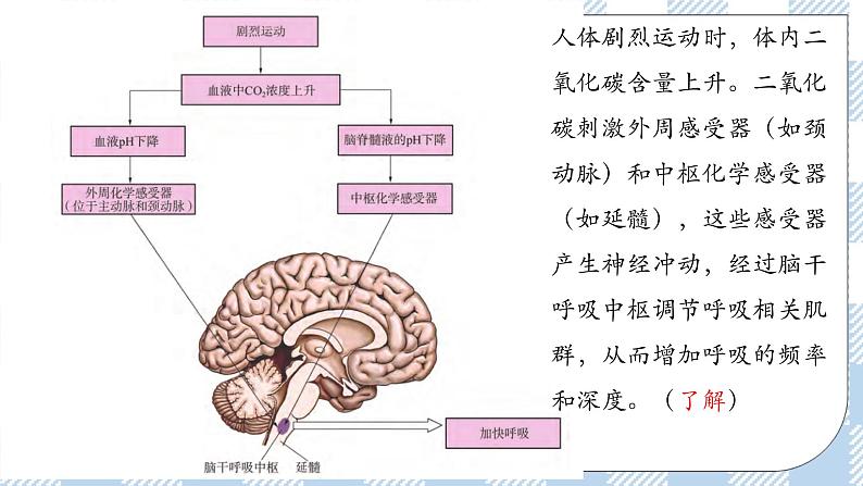 3.3 体液调节与神经调节的关系 2课时课件＋课时作业（原卷＋解析卷）05