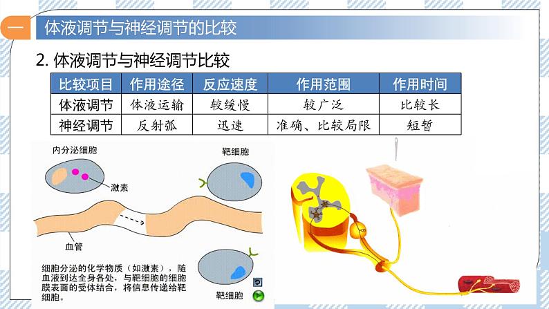 3.3 体液调节与神经调节的关系 2课时课件＋课时作业（原卷＋解析卷）07