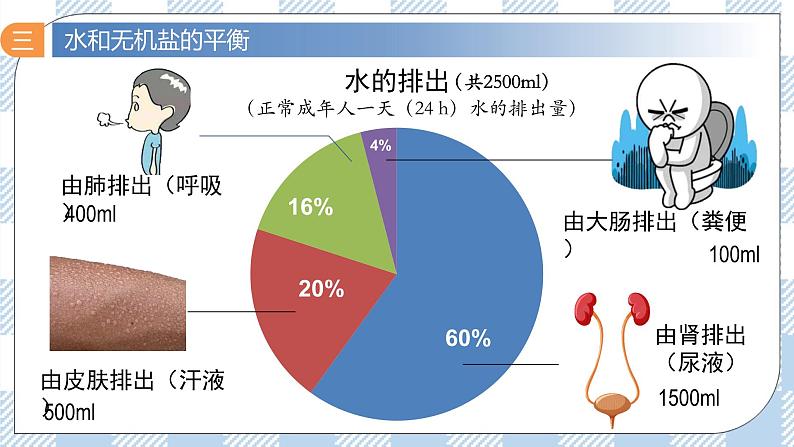 3.3 体液调节与神经调节的关系 2课时课件＋课时作业（原卷＋解析卷）07