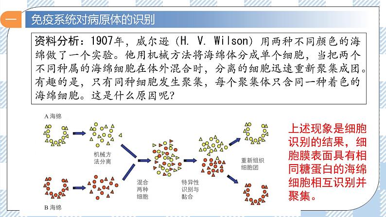 4.2 特异性免疫（第一课时）课件第6页