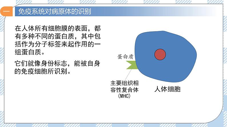 4.2 特异性免疫（第一课时）课件第7页