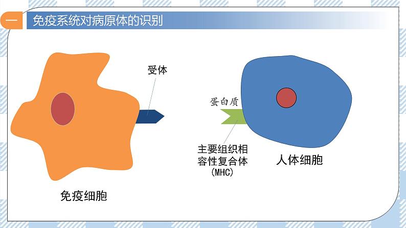 4.2 特异性免疫（第一课时）课件第8页