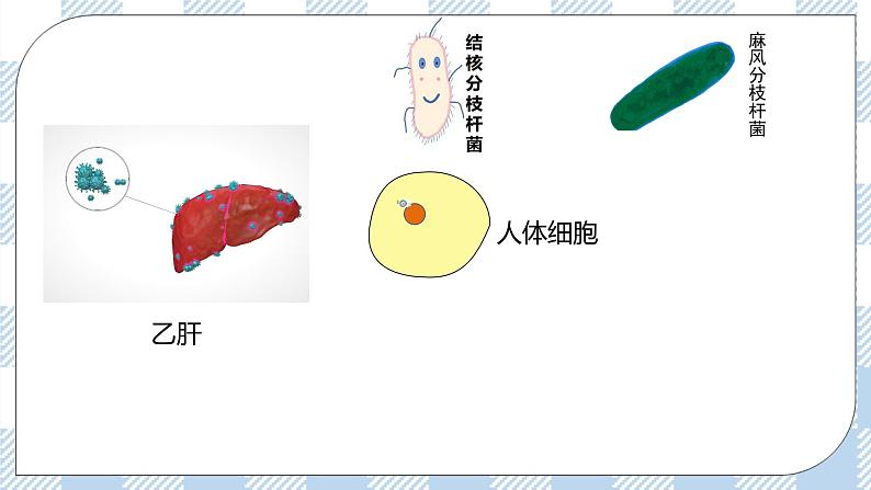 4.2 特异性免疫（第二课时）课件第4页