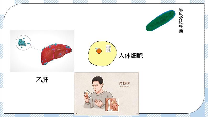 4.2 特异性免疫（第二课时）课件第5页