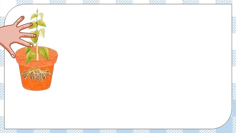 5.4 环境因素参与调节植物的生命活动 课件＋课时作业（原卷＋解析卷）03