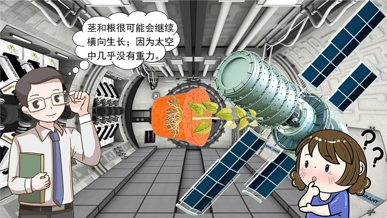 5.4 环境因素参与调节植物的生命活动 课件＋课时作业（原卷＋解析卷）04