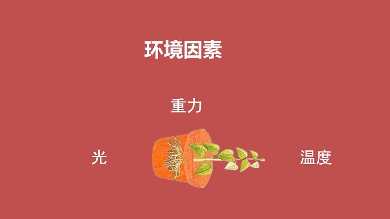 5.4 环境因素参与调节植物的生命活动 课件＋课时作业（原卷＋解析卷）06