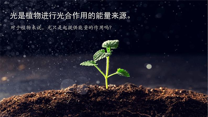 5.4 环境因素参与调节植物的生命活动 课件＋课时作业（原卷＋解析卷）08