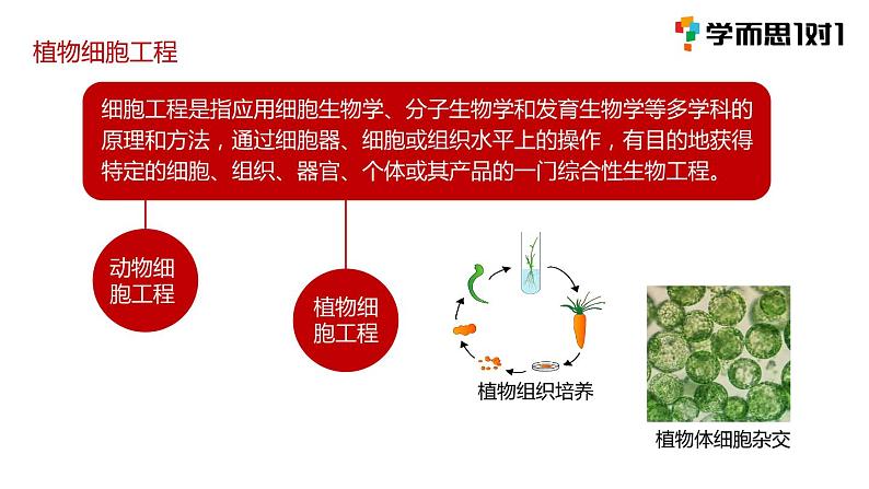 第一节 《植物细胞工程》课件PPT+教案03