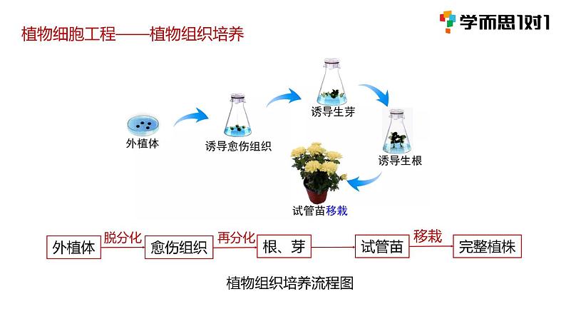 第一节 《植物细胞工程》课件PPT+教案07