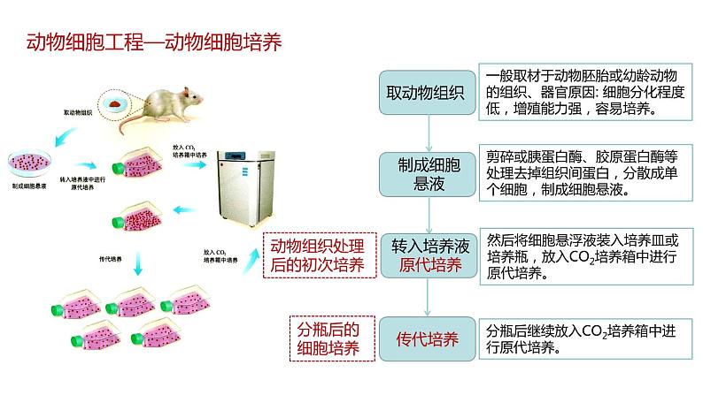 第二节 《动物细胞工程课时1》课件PPT+教案05