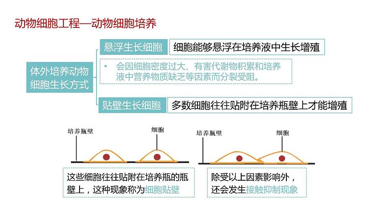 第二节 《动物细胞工程课时1》课件PPT+教案06