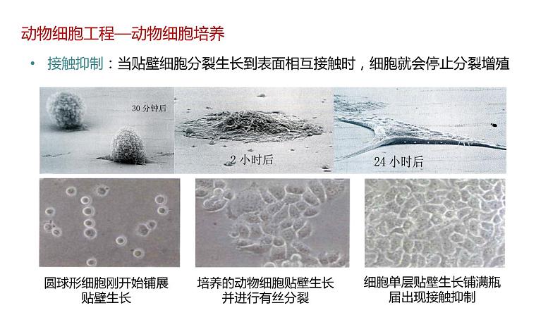 第二节 《动物细胞工程课时1》课件PPT+教案07