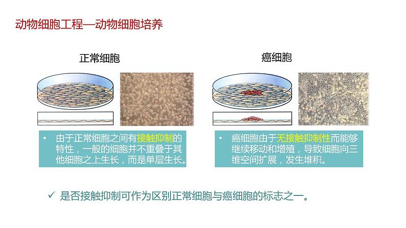 第二节 《动物细胞工程课时1》课件PPT+教案08