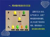 部编生物必修第2册（课件）2 孟德尔的豌豆杂交实验（二）