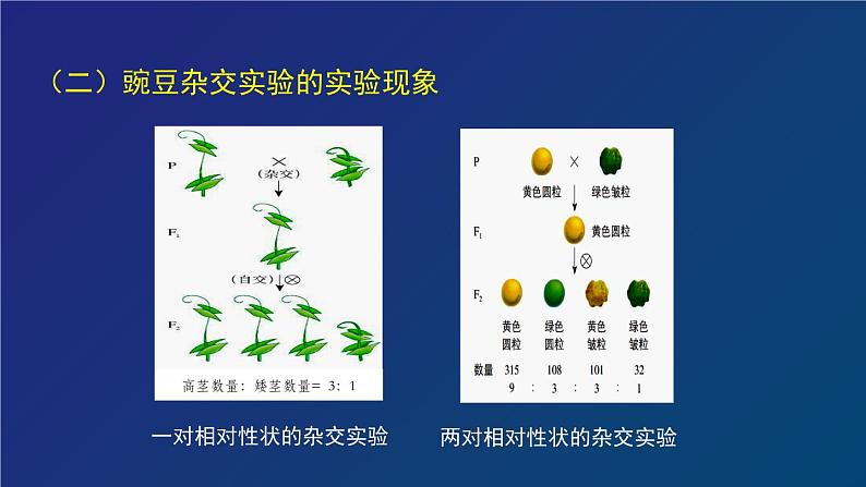 部编生物必修第2册（课件）19  孟德尔遗传与伴性遗传及其实质专题复习第5页