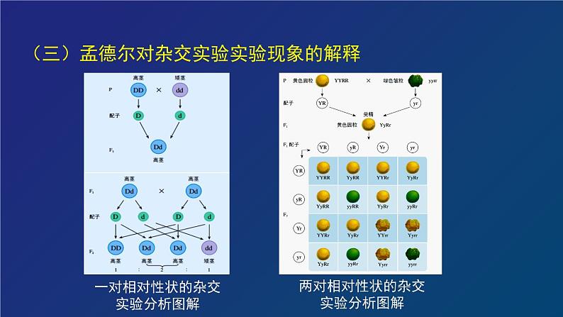 部编生物必修第2册（课件）19  孟德尔遗传与伴性遗传及其实质专题复习第6页