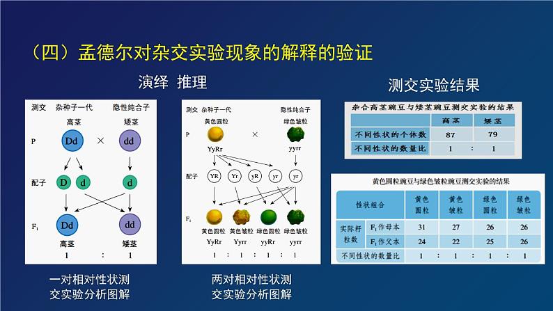 部编生物必修第2册（课件）19  孟德尔遗传与伴性遗传及其实质专题复习第8页