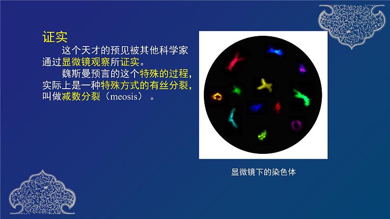 部编生物必修第2册（课件）减数分裂04