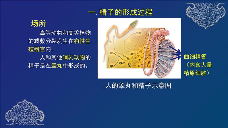 部编生物必修第2册（课件）减数分裂06