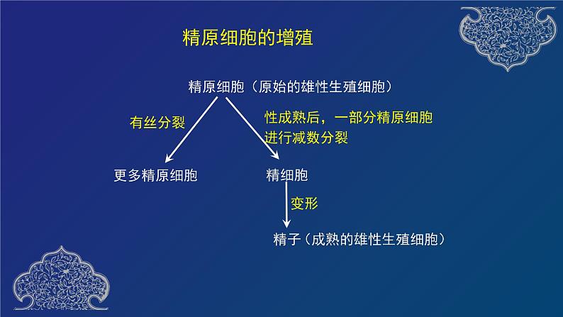 部编生物必修第2册（课件）减数分裂07