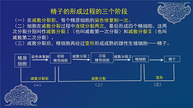 部编生物必修第2册（课件）减数分裂08