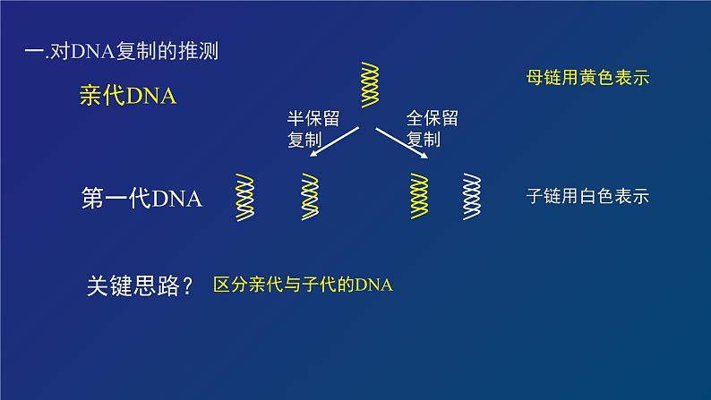 部编生物必修第2册（课件）9  DNA的复制06