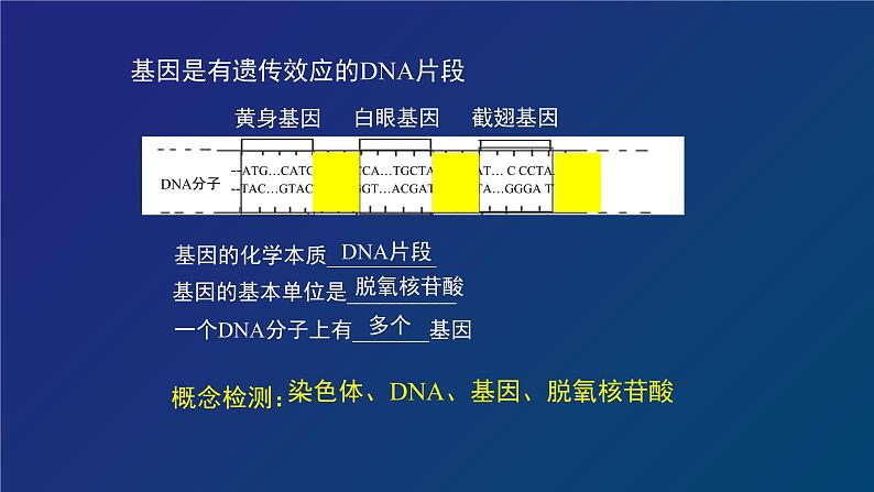 部编生物必修第2册（课件）10 基因通常是有遗传效应的DNA片段08