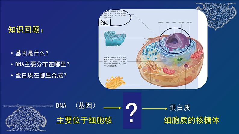 部编生物必修第2册（课件）11基因指导蛋白质的合成06